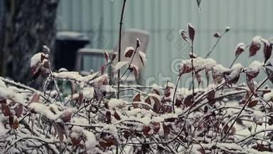 初冬。 在雪地特写镜头下忙碌。 大雪